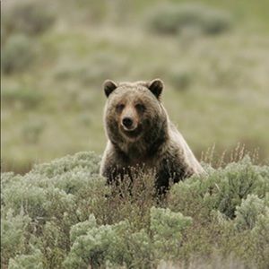 Meet your Posher, Gregory